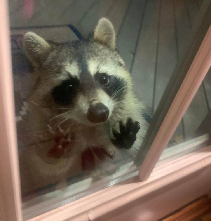 Unexpected Animal Guests, raccoon