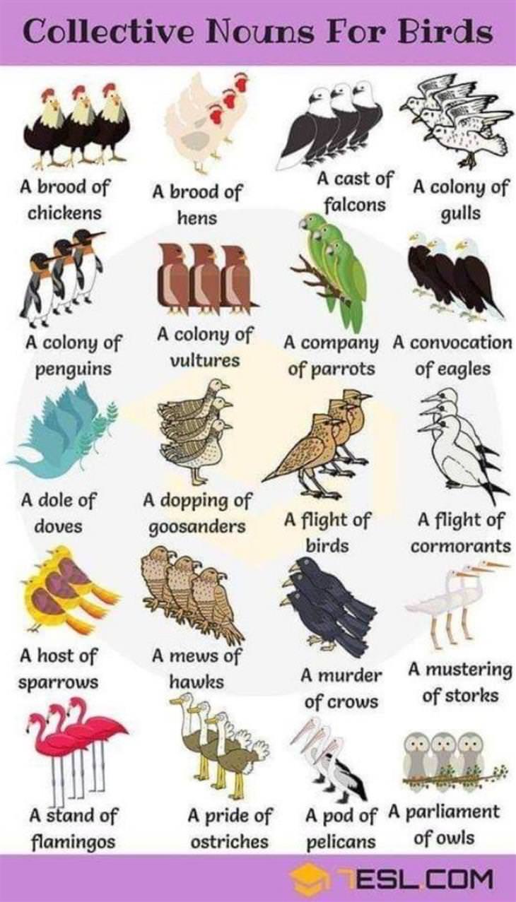 Interesting Charts collective nouns for birds