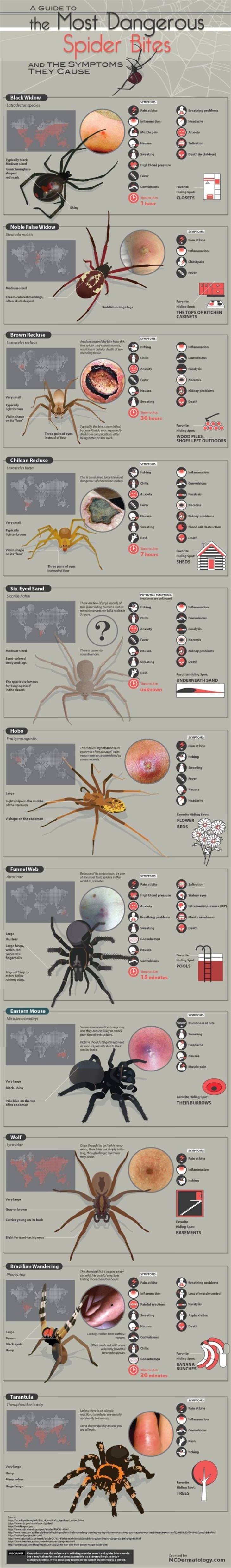 Interesting Charts  spider bites