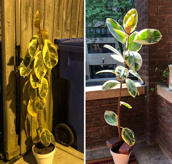 20 Eye Opening Comparison Photos, adopted plant