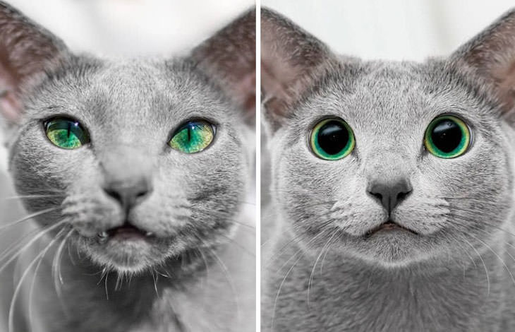 20 Eye Opening Comparison Photos, the same cat's eyes day vs night