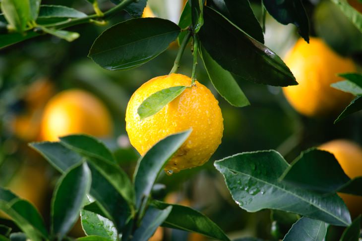 English Borrowings Lemon