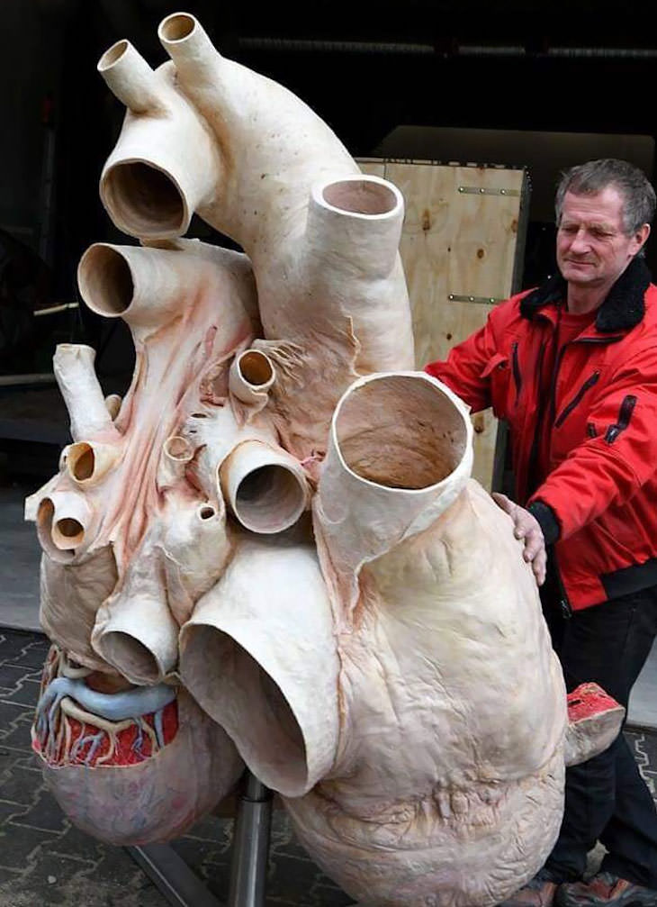 20 Eye Opening Comparison Photos, The heart of a blue whale compared to the size of a human