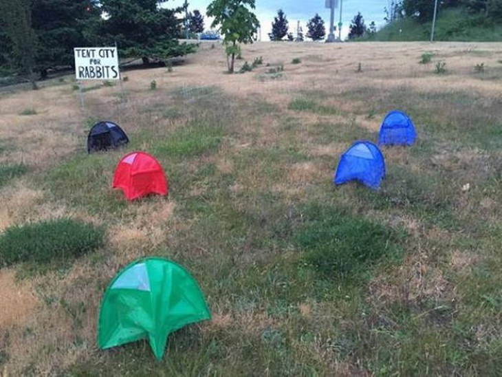 Only in Canada Photos rabbit tents