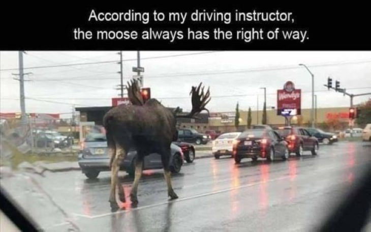 Only in Canada Photos moose on the road