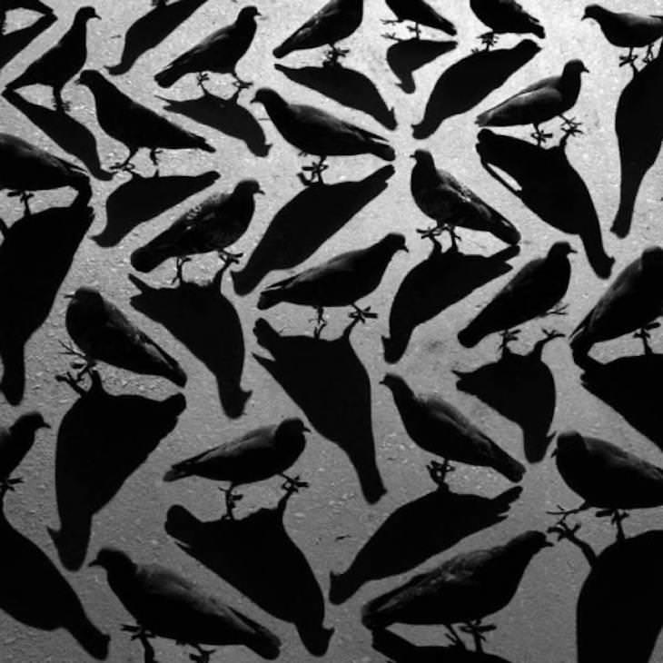 21 Stunning Spots Around the World, pigeon shadows