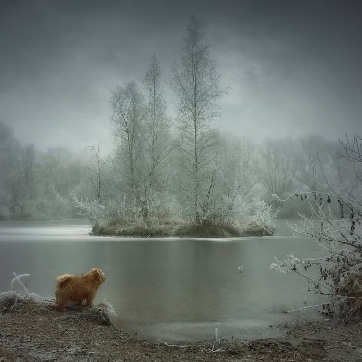 Tokyo International Foto Awards,  dog enjoys the view over a frozen lake