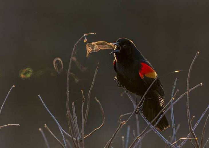 21 Stunning Spots Around the World, bird 