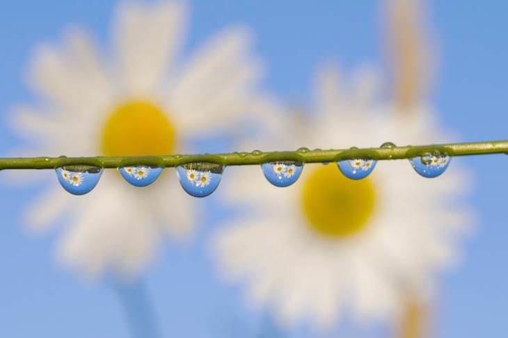 21 Stunning Spots Around the World, Flowers reflecting in the morning dew