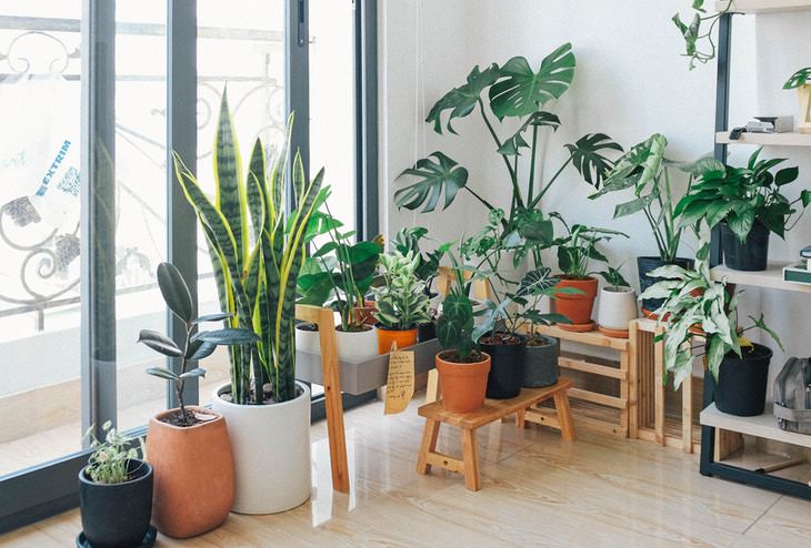 Plants and Clean Air indoor plnts