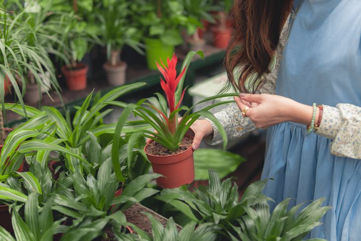 Plants and Clean Air woman chooses a plant