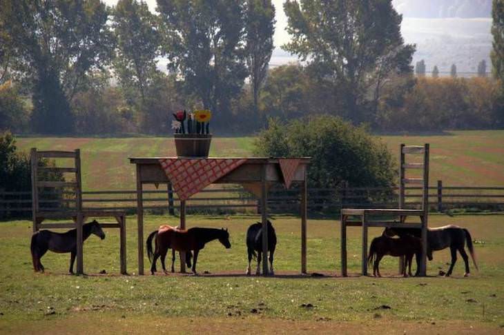 21 Stunning Spots Around the World, gigant furniture shelter horses
