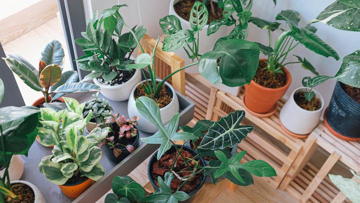 Plants and Clean Air plants near a window