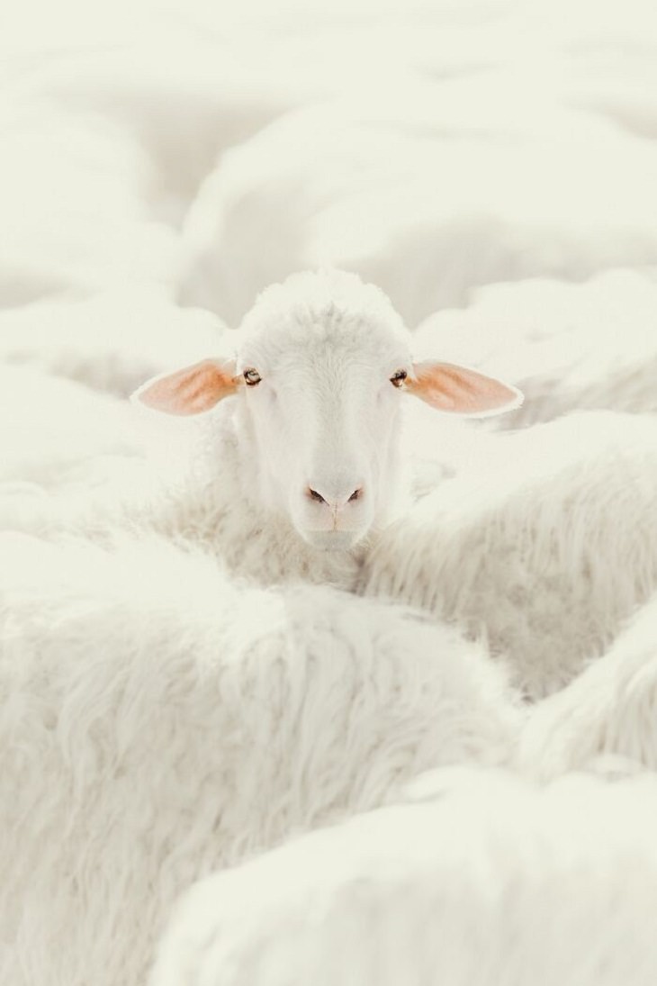 Tokyo International Foto Awards, Sheep 