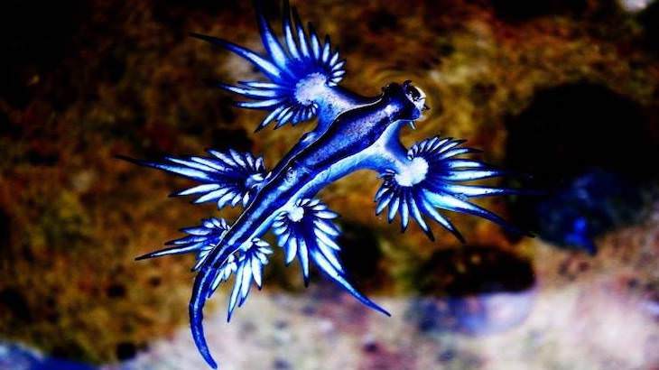 21 Stunning Spots Around the World, blue sea dragon