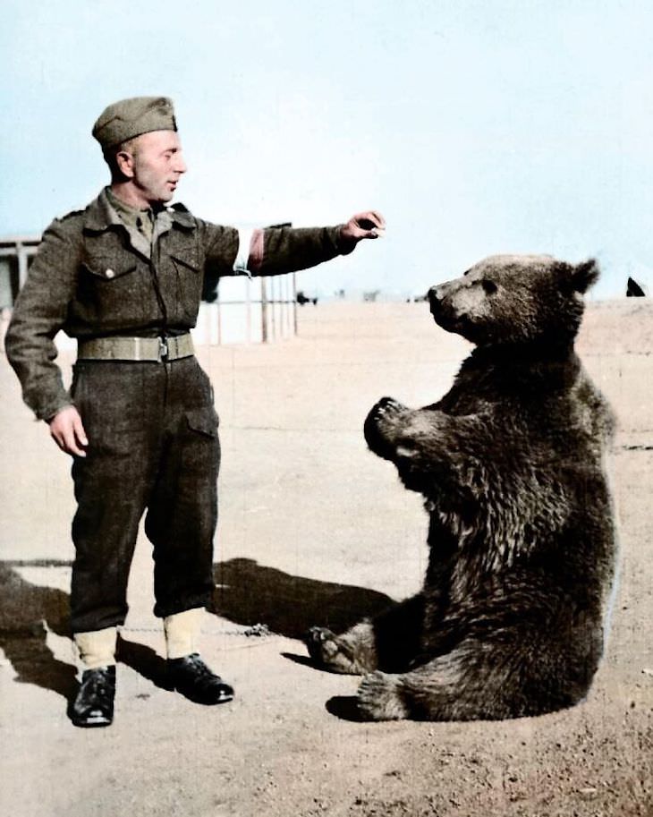 Rare and Beautifully Colorized Historical Photo  Wojtek the Bear with a fellow soldier, Iran, 1942