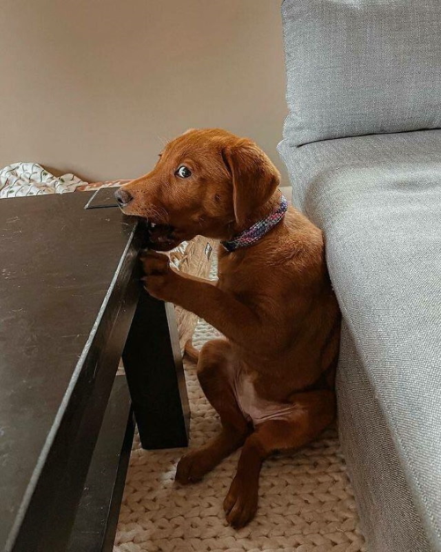 Cheeky Pets dog chewing on the table