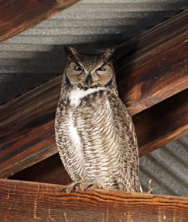 Funny Animal Photos Great Horned Owl 