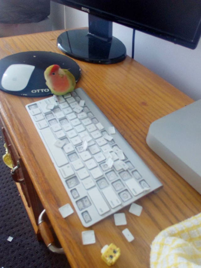 Cheeky Pets parrot and keyboard