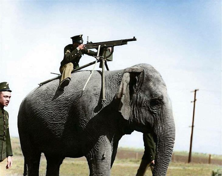 Rare and Beautifully Colorized Historical Photo An American corporal aims a Colt M1895 installed on an elephant in a purely propagandistic picture, 1914