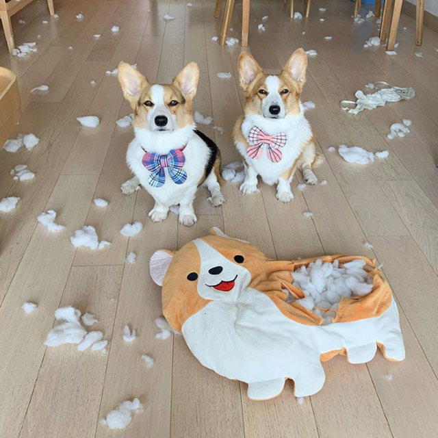 Cheeky Pets corgis