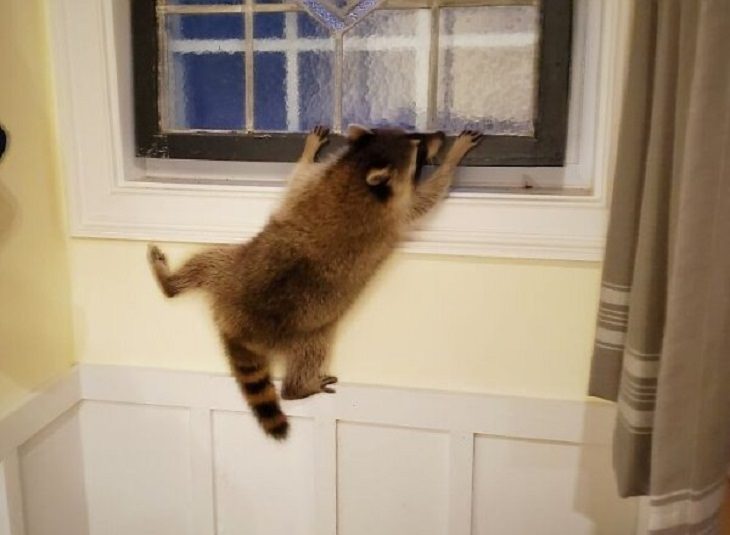 Funny Animal Photos raccoon 