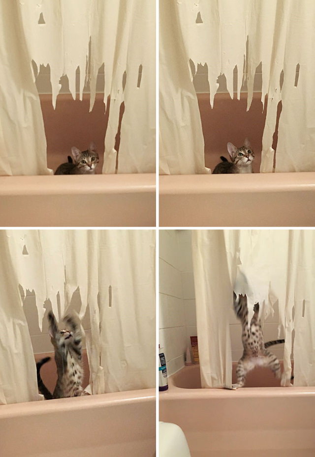 Cheeky Pets cat shower curtain