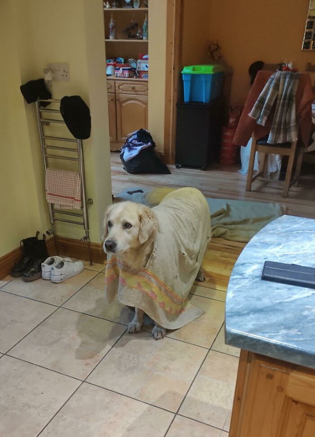 Cheeky Pets dog towel poncho