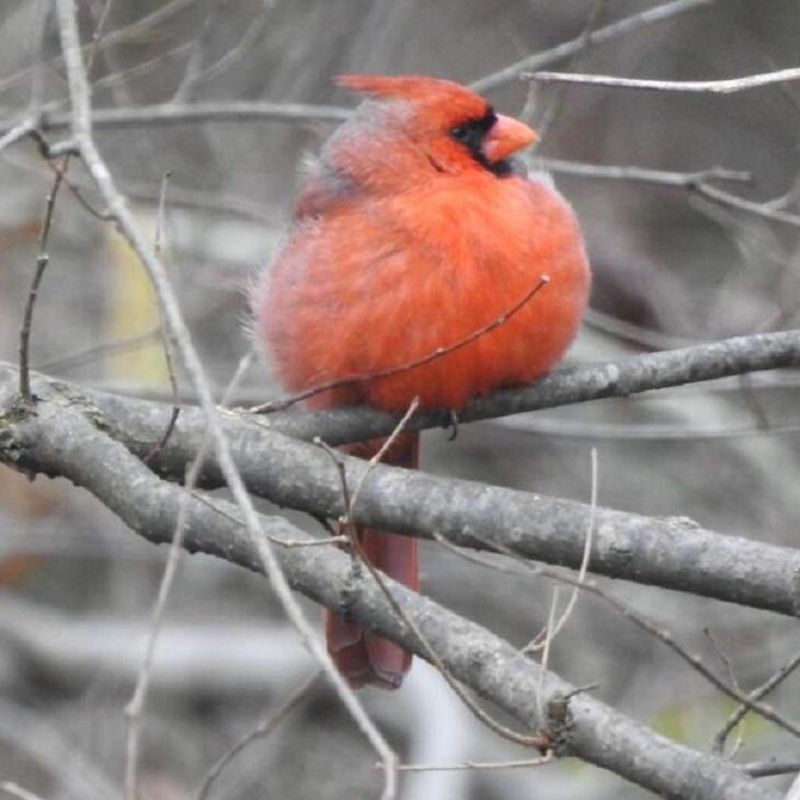 Funny Animal Photos   Northern cardinal 