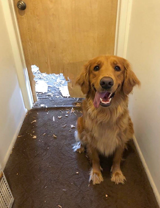 Cheeky Pets dog hole in a door