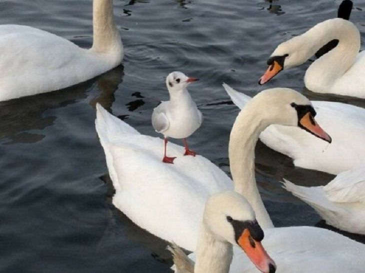 Funny Animal Photos swans