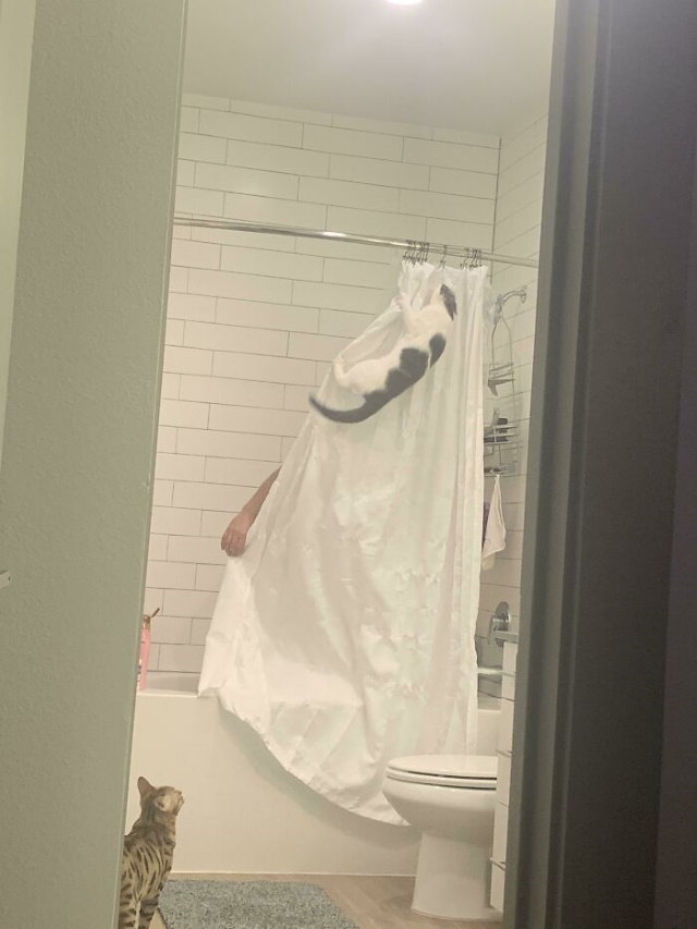 Cheeky Pets cat on shower curtain