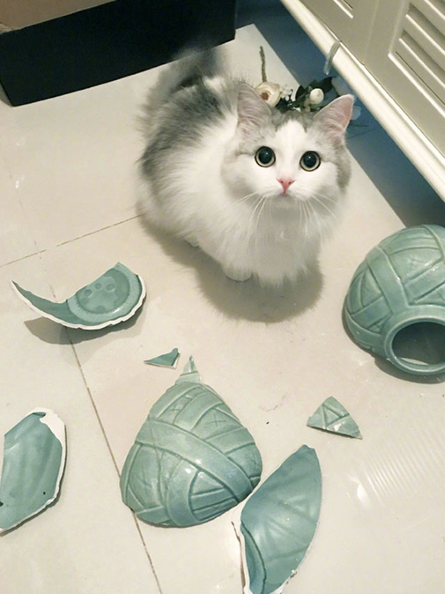 Cheeky Pets innocent looking cat and broken vase