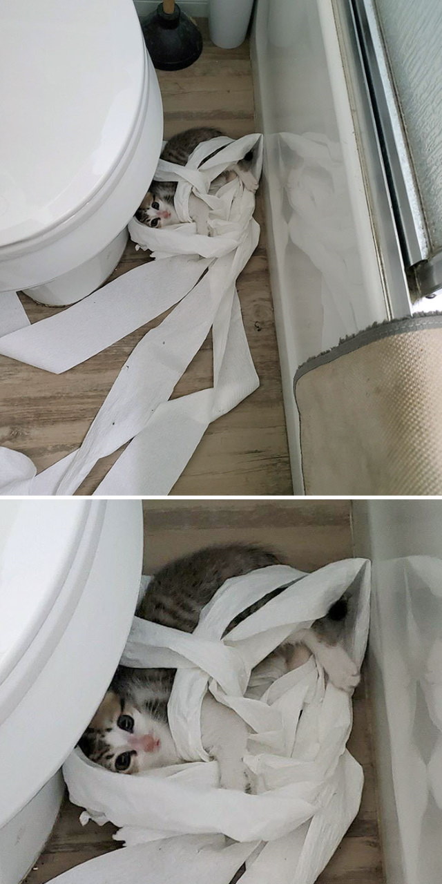 Cheeky Pets kitten toilet paper