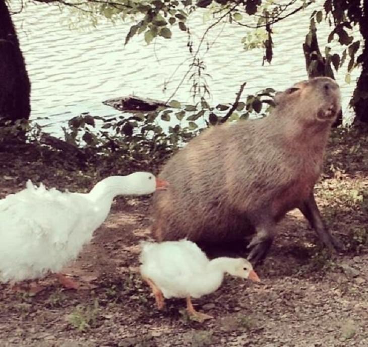 Funny Animal Photos capybara 