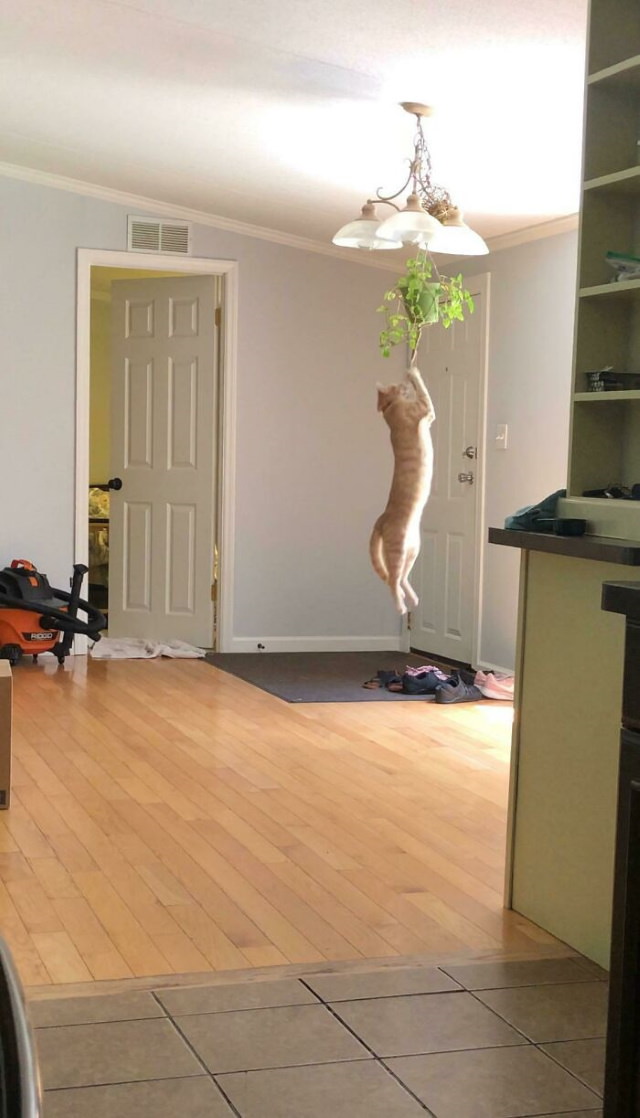Cheeky Pets cat handing by a lamp and plant