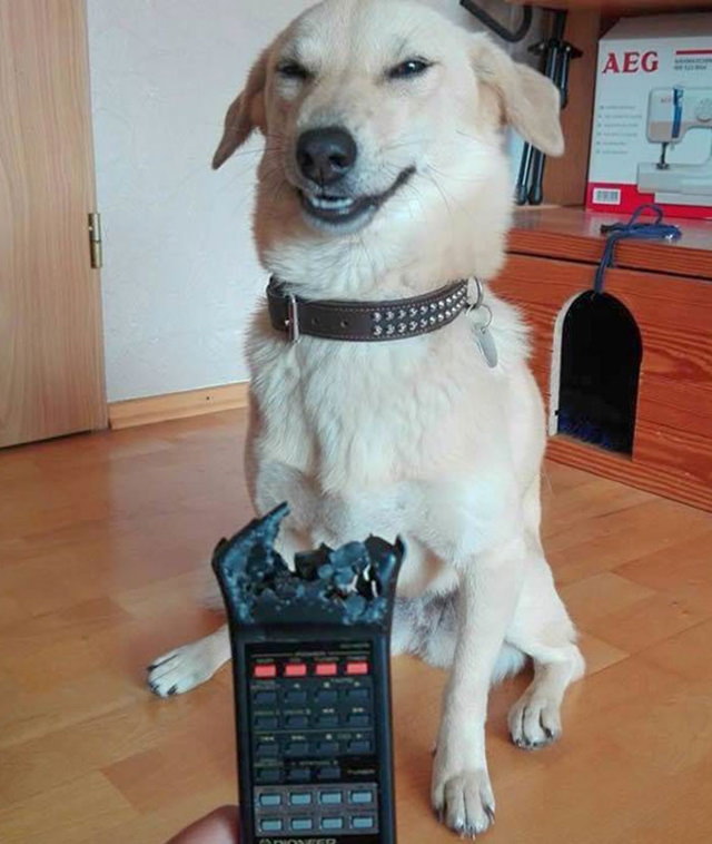 Cheeky Pets remote