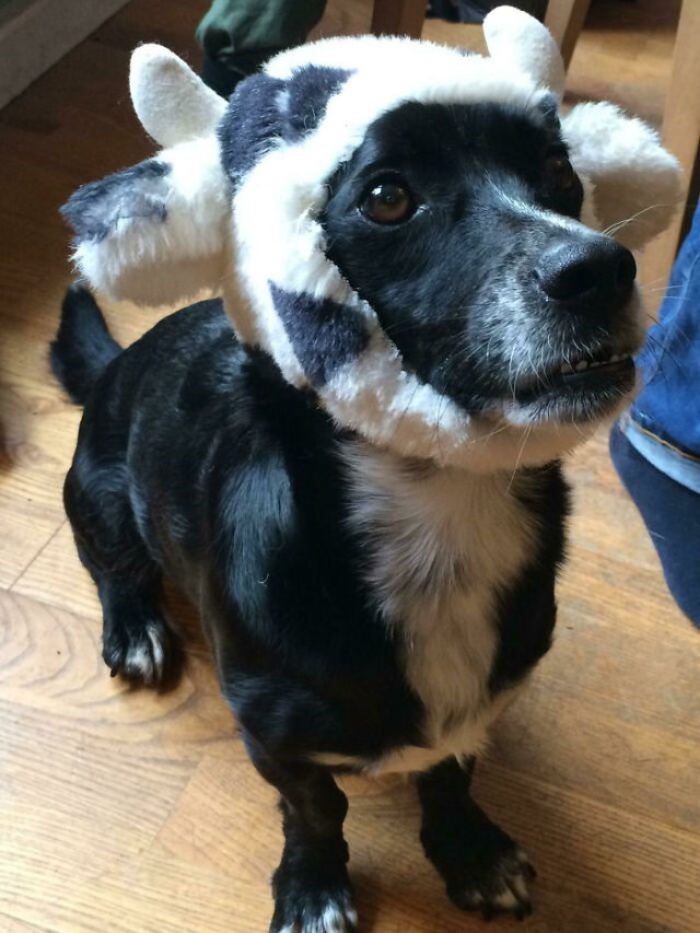 Cheeky Pets stuffed cow hat