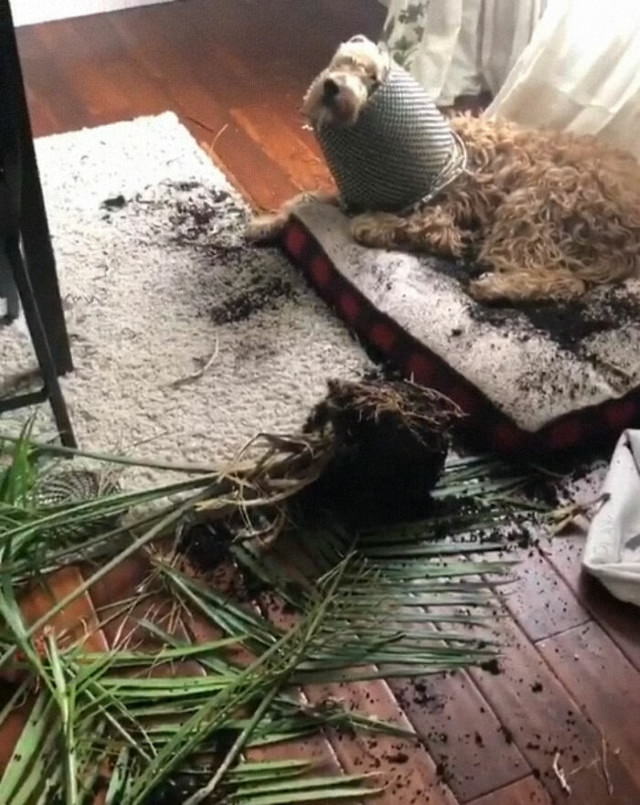 Cheeky Pets dog with flower pot on his head