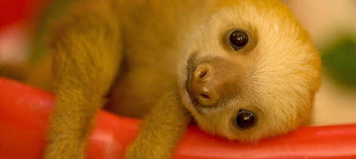 Cute Animals baby sloth