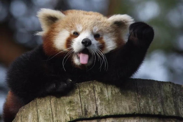 Cute Animals red panda