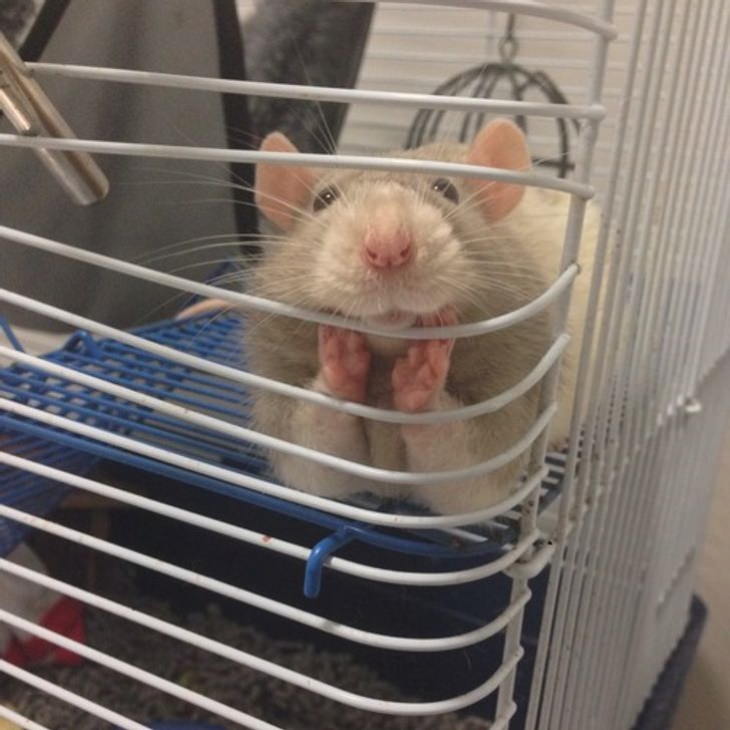 Cute Animals rat dreamy