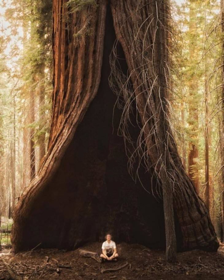 Beautiful Curiosities Around the World Pacific Northwest Redwood Tree