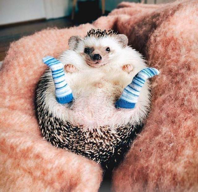 Cute Animals hedgehog with socks