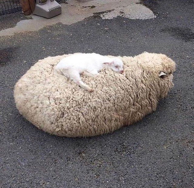 Cute Animals sheep mom and baby