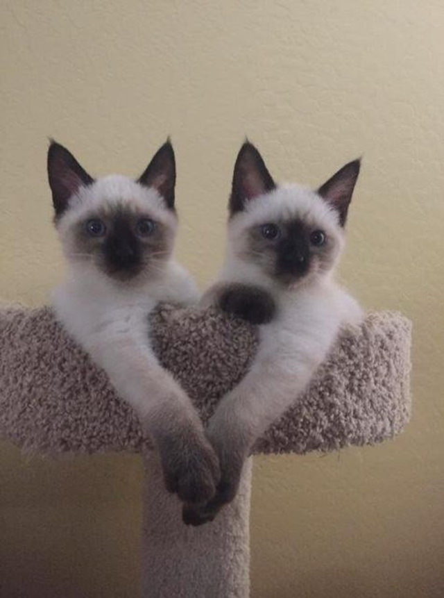 Cute Animals Siamese kittens