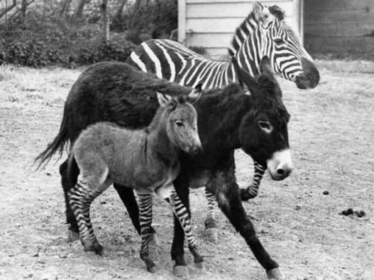 Beautiful Curiosities Around the World zonkey foal with it's Zebra Father and Donkey Mother