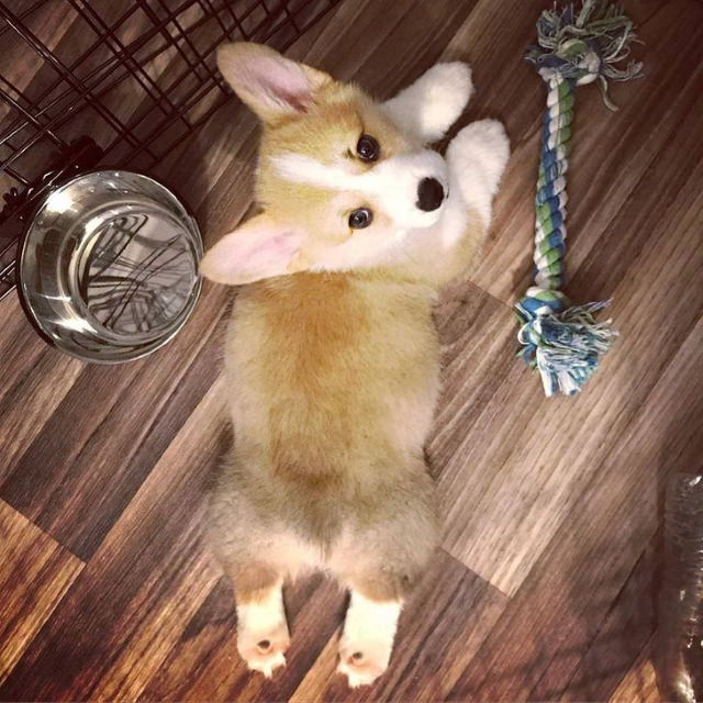 Cute Animals baby corgi