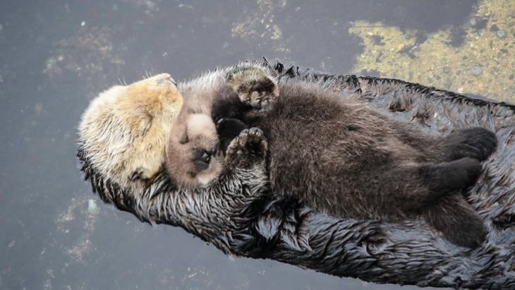 Cute Animals otters