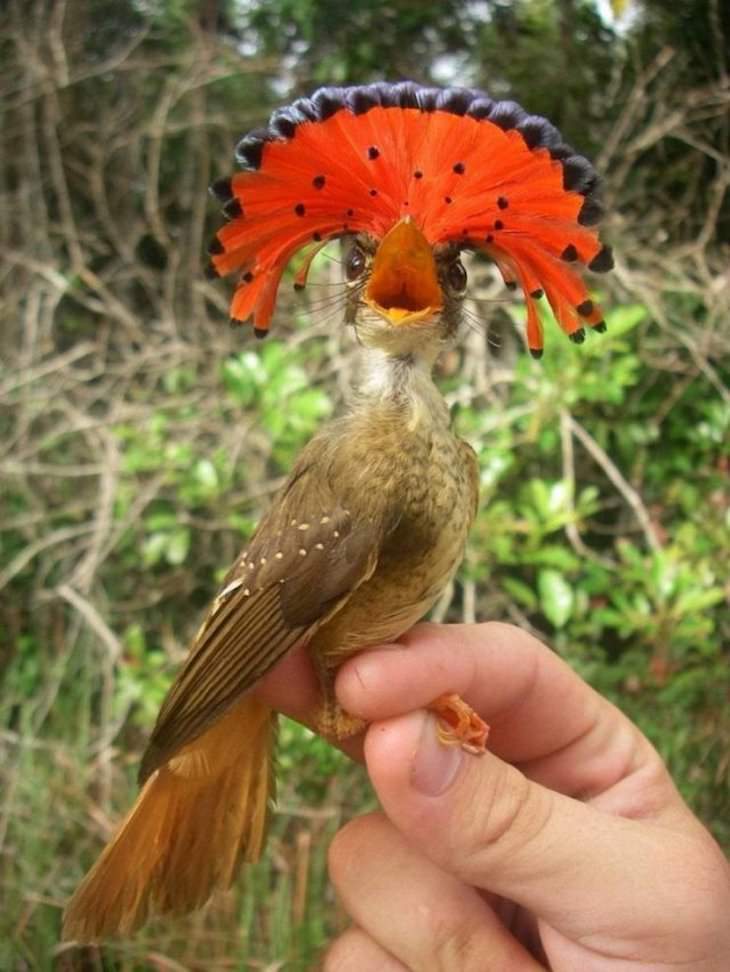 Beautiful Curiosities Around the World A royal flycatcher with a fancy crown
